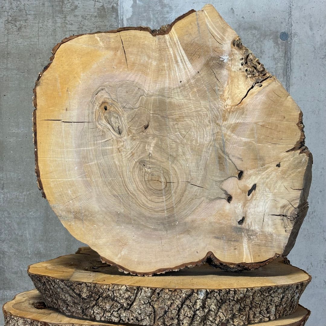 XXLBaumscheibe in Esche (ca. 12095 x 90 x 11cm)
